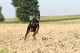 DOBERMANN 070